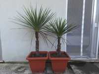 Dois palmeiras naturais em vaso