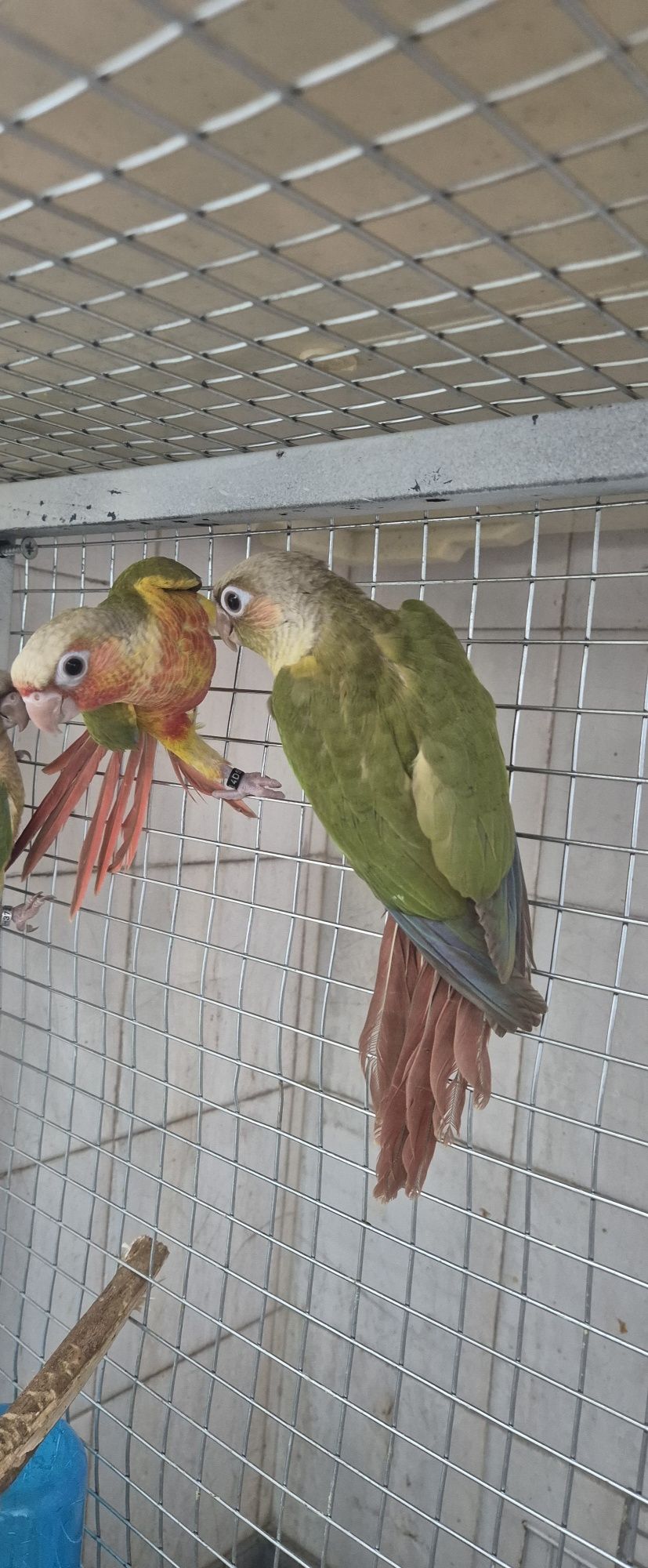 Casal pyrrhuras 2025