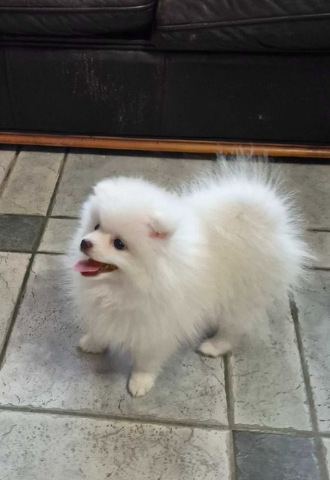 Pomeranian biała suczka