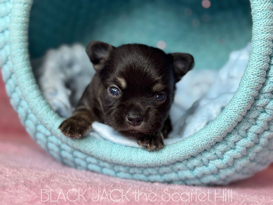BLACK JACK pies szczenię chihuahua fci zkwp tricolor