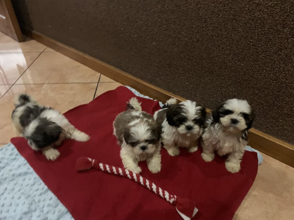 Shih tzu szczeniak