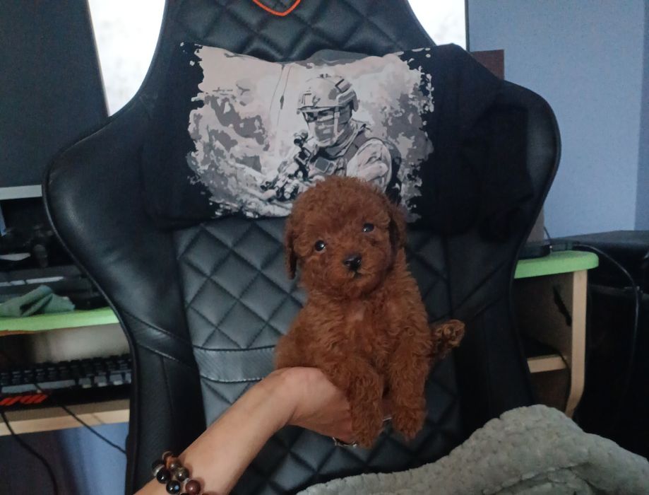 Тікап пудель міні і мальтіпу F1 ф2 дівчатка і хлопчики Ред  Львів.