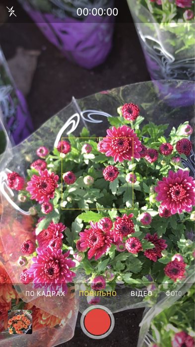 Верес - 100, 125 грн. Хризантема багаторічна квітуча- 45 грн.