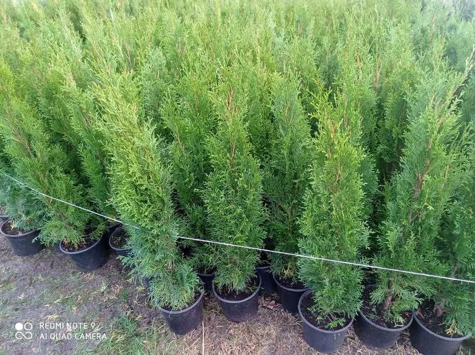 Tuja szmaragd, tuje 70-80cm 10zł PROMOCJA