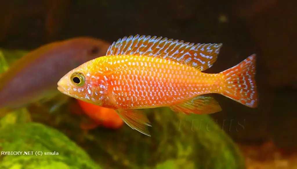 GB MALAWI Pyszczak Aulonocara Fire Fish - dowóz ryb!