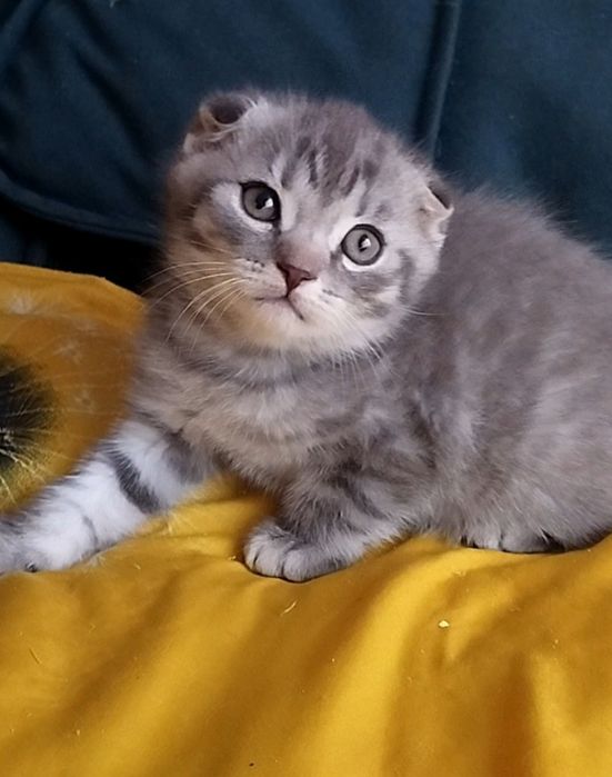 Плюшевый котенок вислоухий мальчик