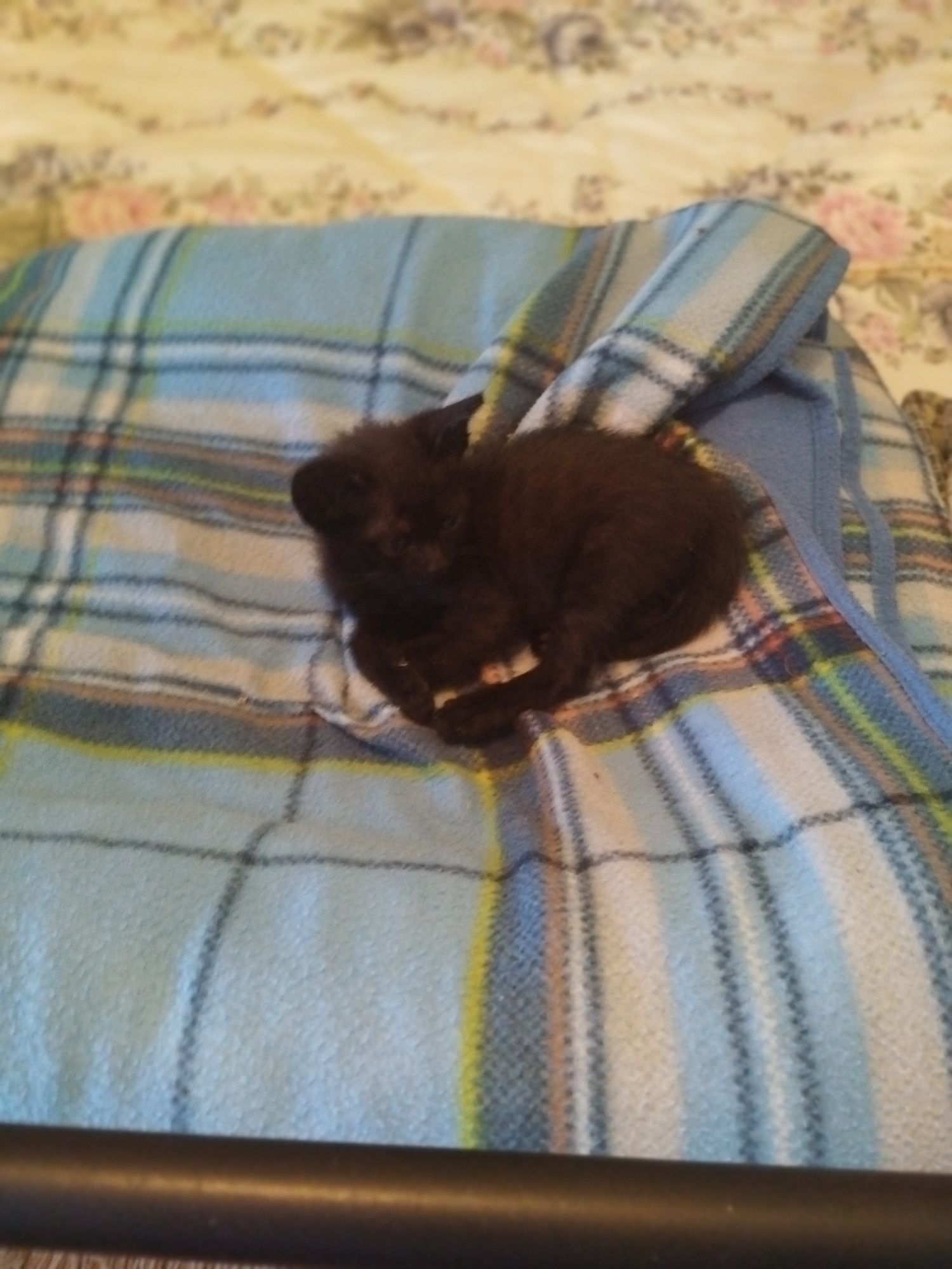 Dou gatinhos pequenos
