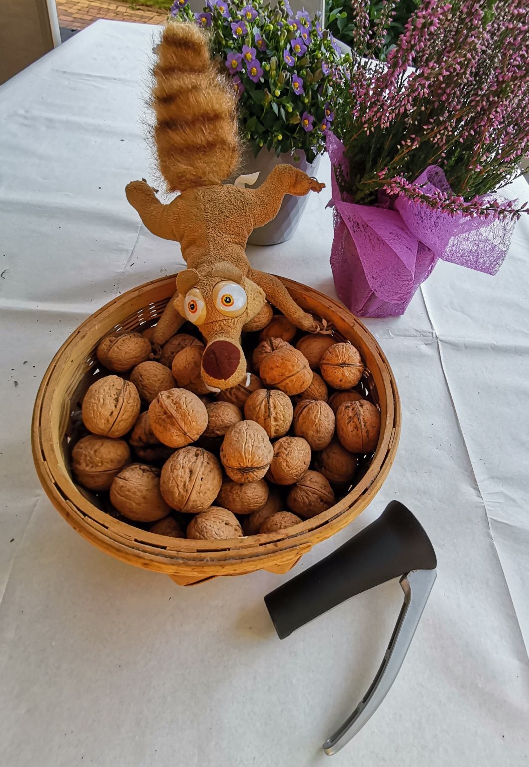 Orzechy włoskie ekologiczne z własnego ogrodu 5kg.