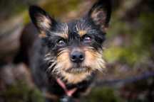 Wyjątkowa Trudi do adopcji – seniorka z ogromnym sercem