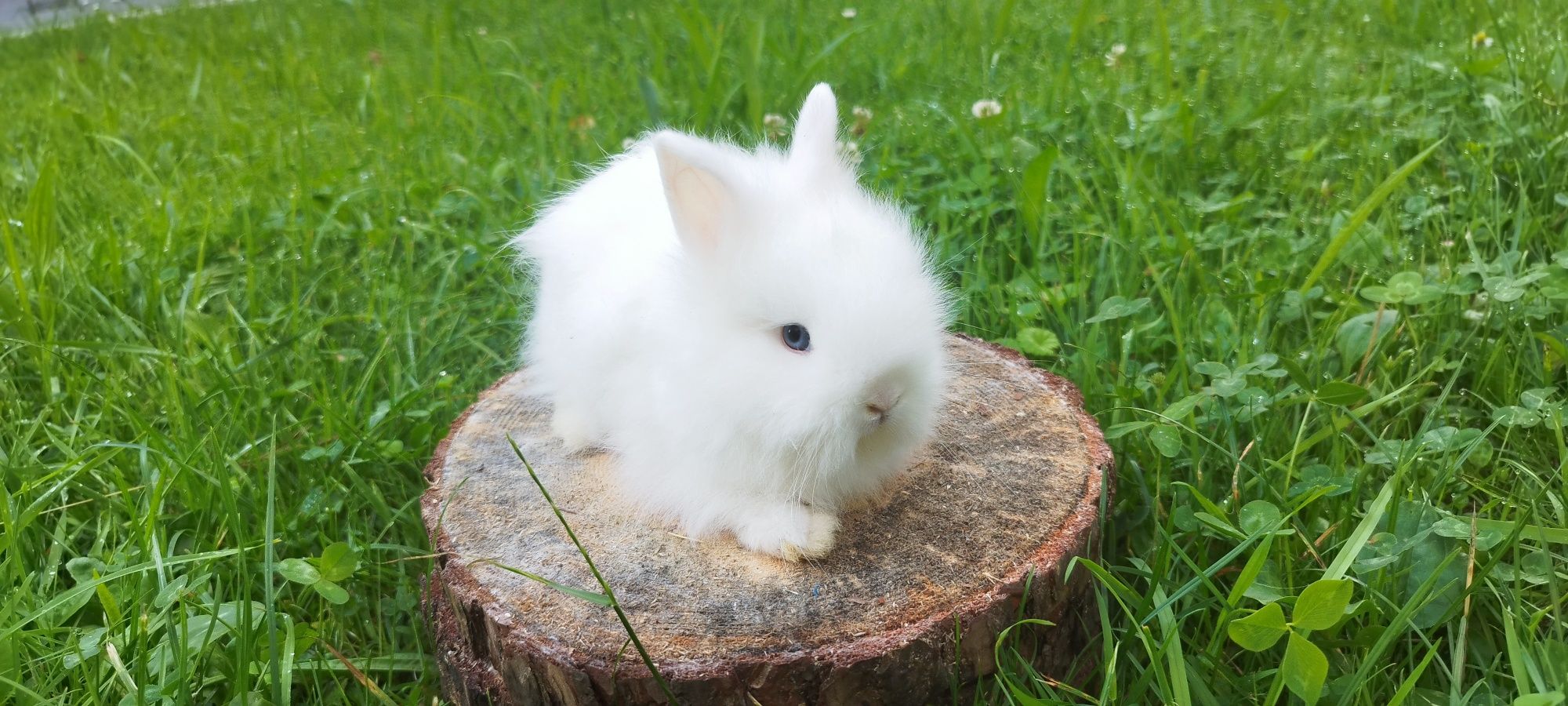 Królik miniaturka baranek mini lop karzełek Teddy
