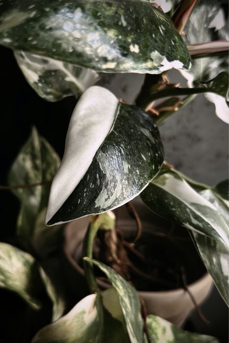 Philodendon White Princess - kolekcjonerski Filodendron / pędówki