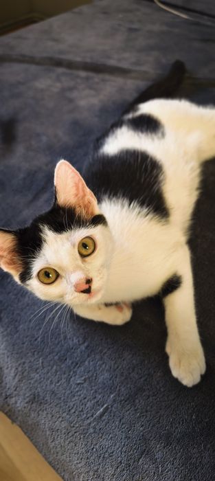 Oddam dwa słodziaki w dobre ręce