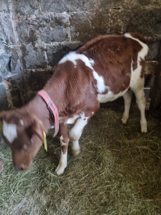 Sprzedam ciele , jałówke