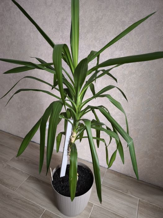 Пальма юкка вазон в горшку
