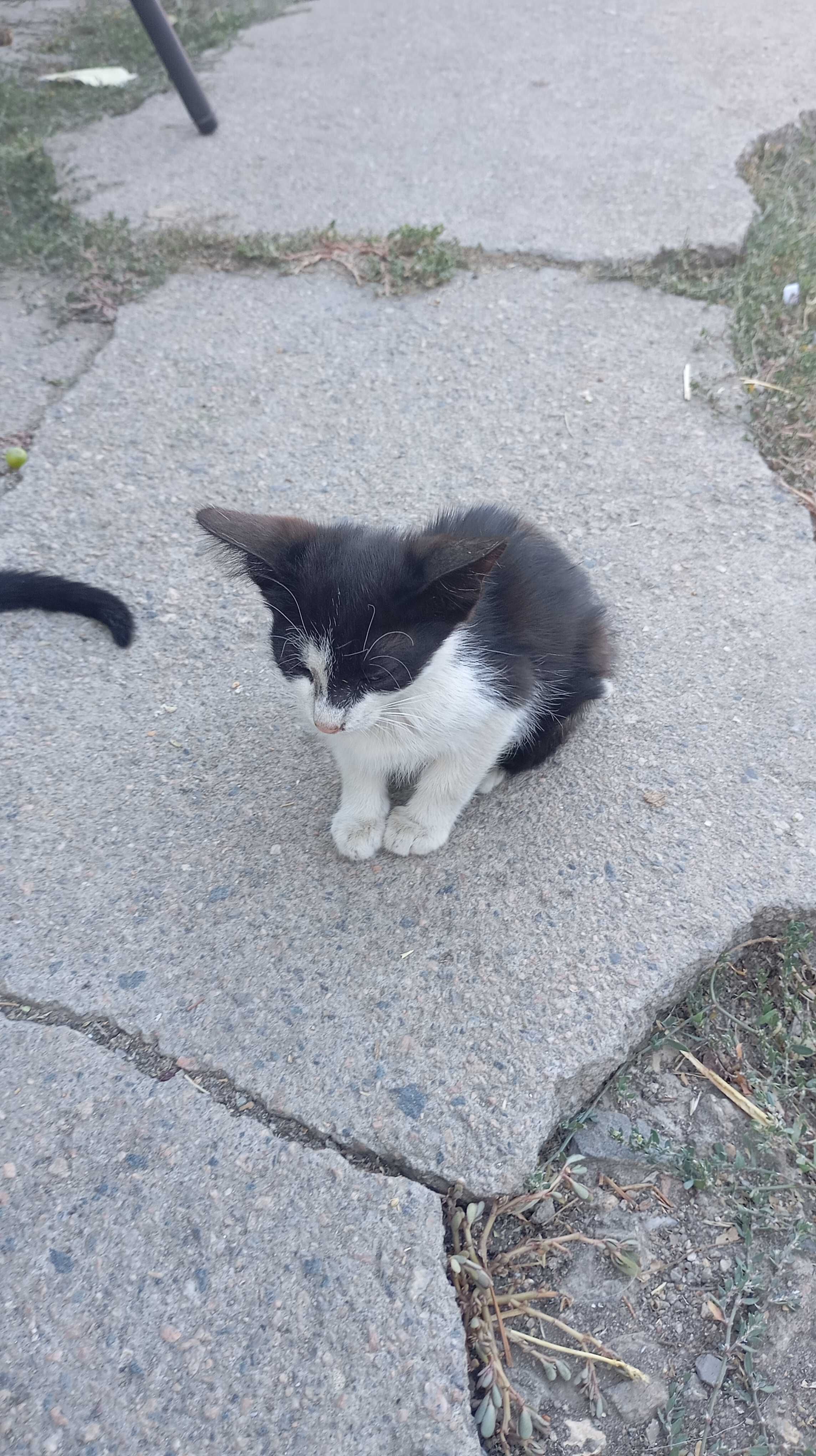 Відаю даром котят