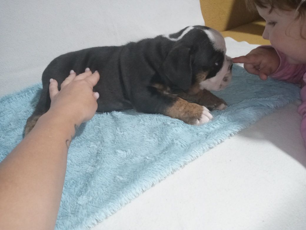 Buldog Angielski samiec Black and tan