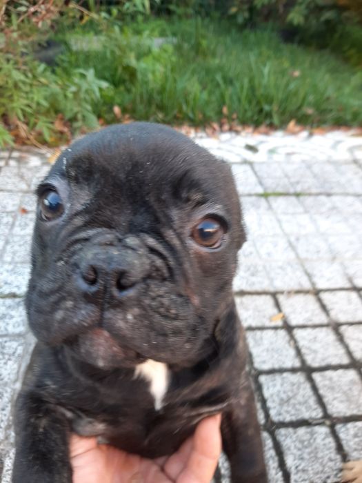 Buldog Francêsa preta exótica.
