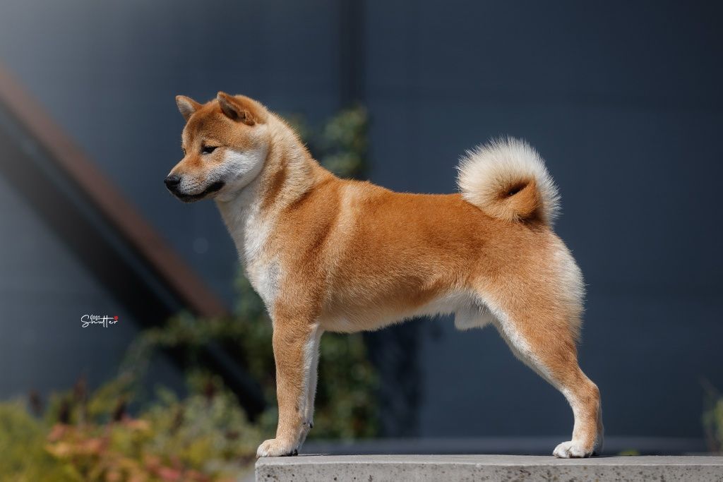 Shiba Inu  ZKwP/FCI pies czerwony