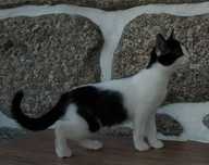 Dou gatinho com 10 meses