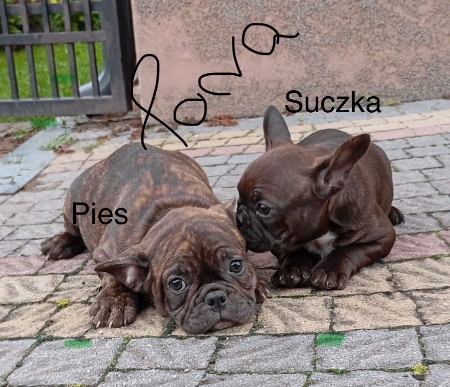 Buldog Francuski