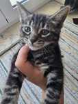Gatinho 8 semanas