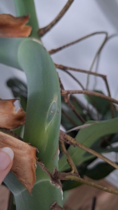 Monstera deliciosa dziurawa 14 dużych liści