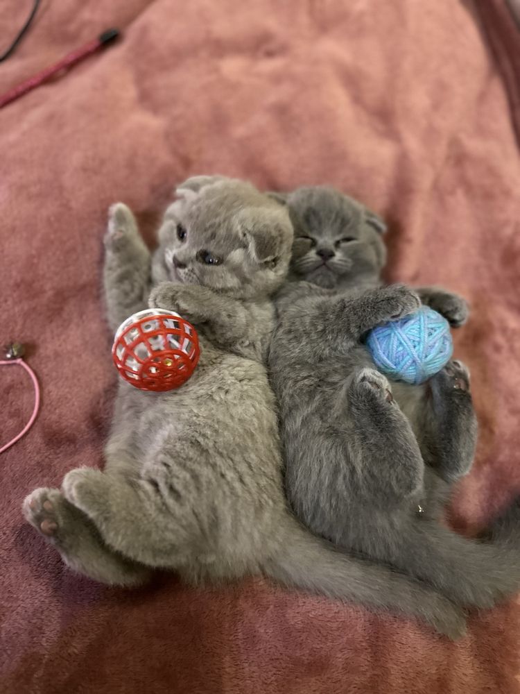 Кошенята шотландські висловухі