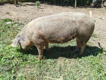 Porca caseira criada a verduras