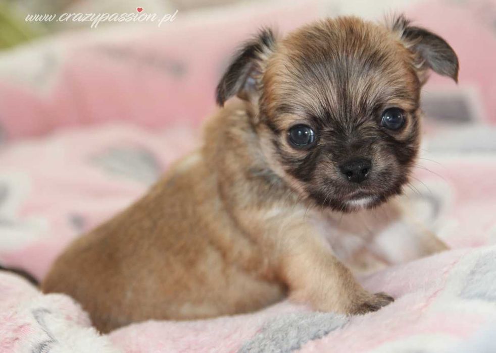 MOSCHINO Crazy Passion FCI - maleńki długowłosy chihuahua