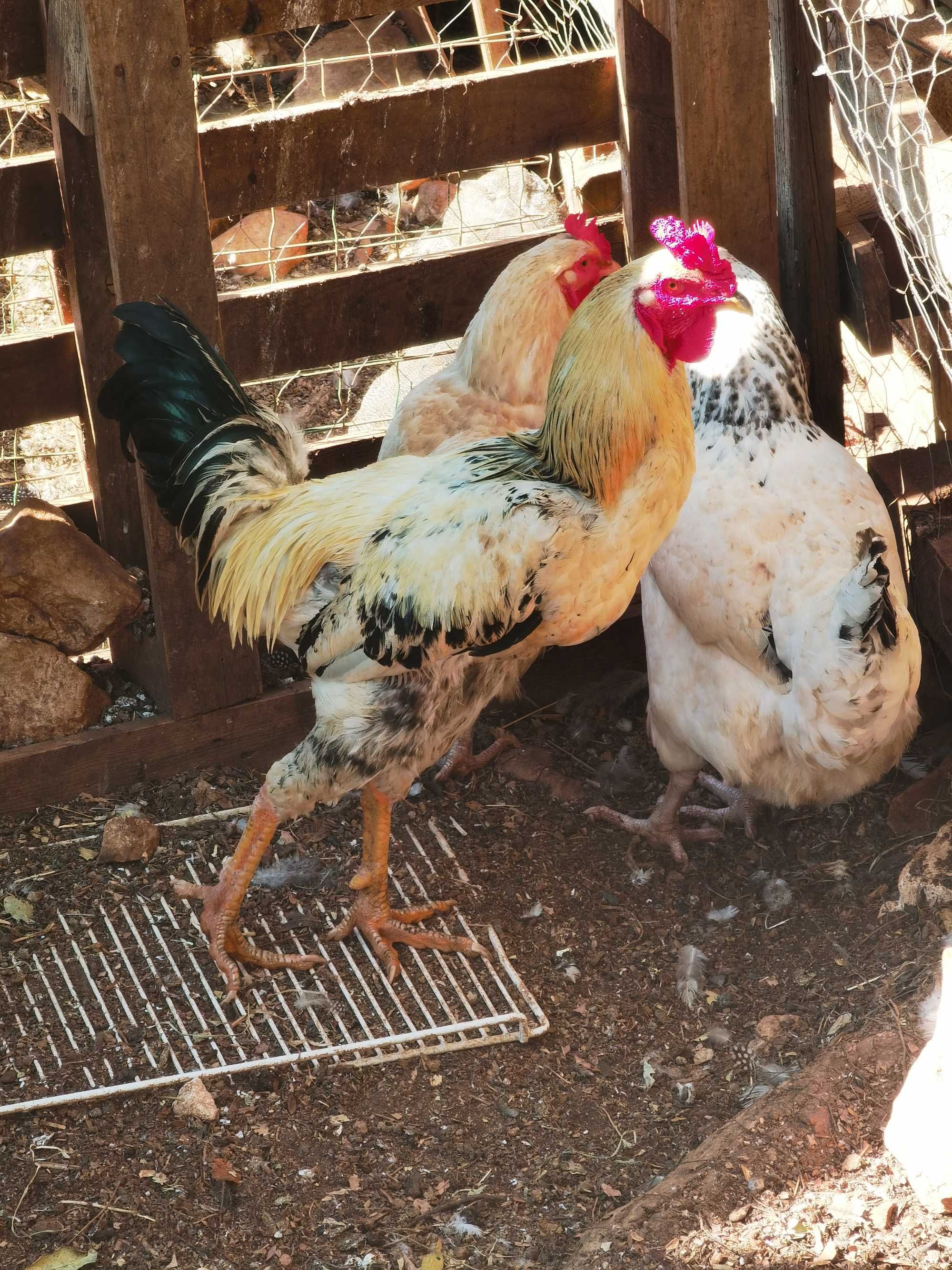 Galos de várias raças e capões , ovos e pintos  em Portimão