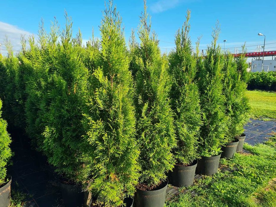 Tuja Szmaragd Szmaragdowa Tuje Szmaragdy 150CM Wys hodowane w doniczce