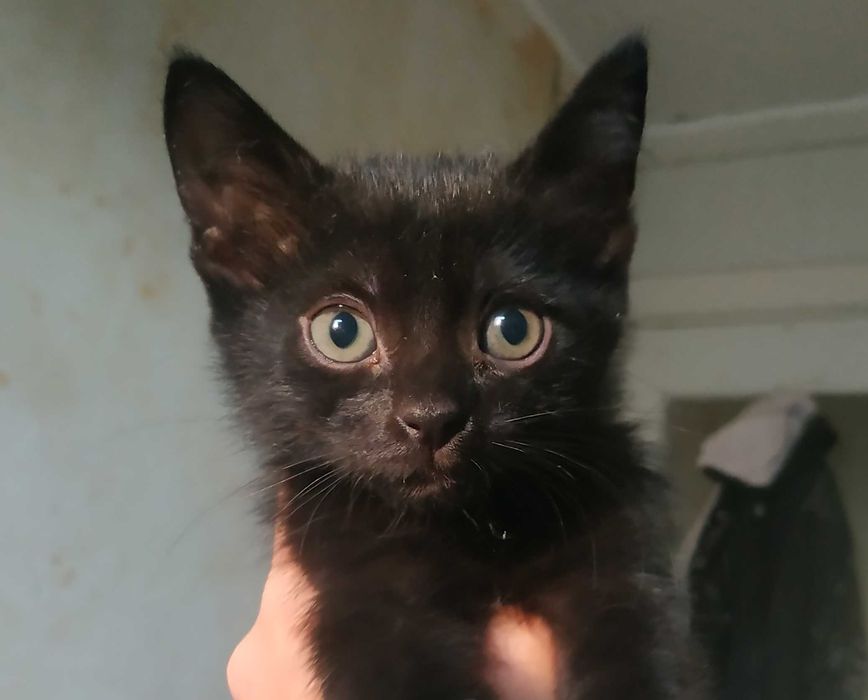 Чорні пантери в добрі руки!