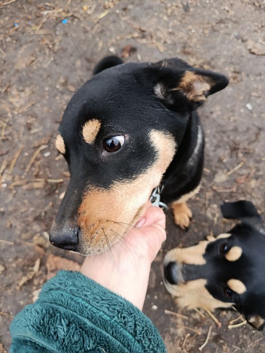 Віддам в хороші руки.