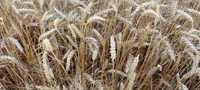Продам пшеницю врожай 2023р.