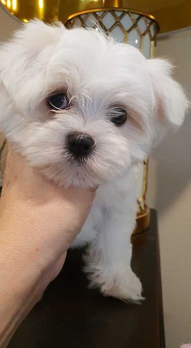 Maltańczyk Piesek**Mini** do odboru.