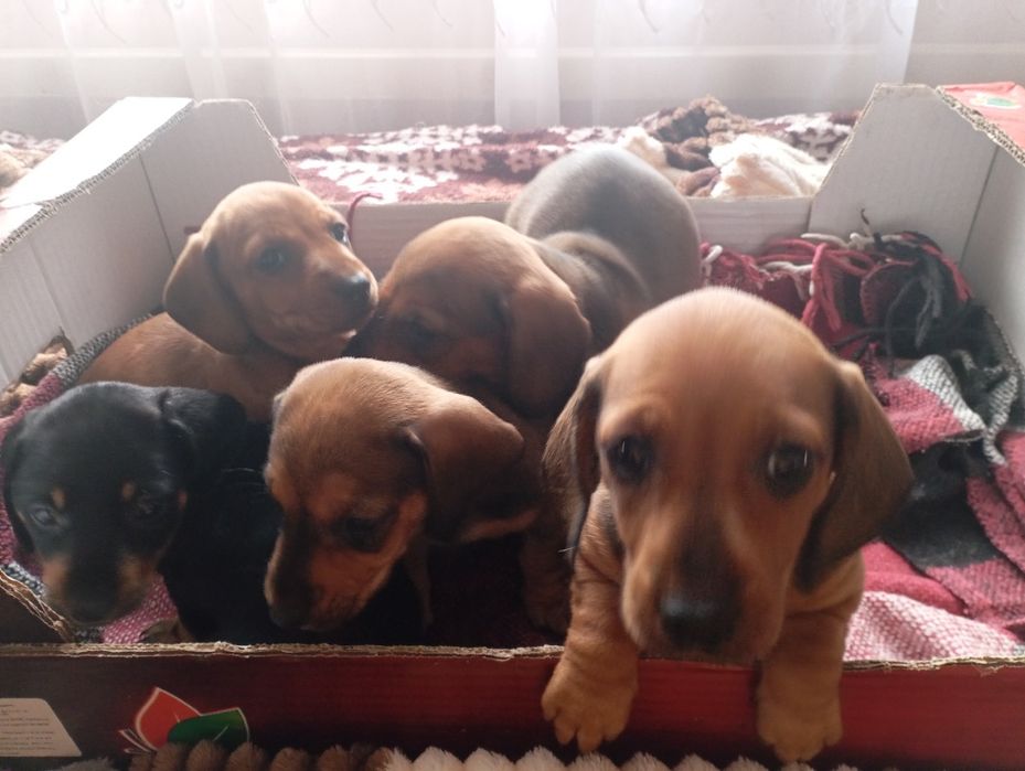 Цуценята такси гладкошерсної