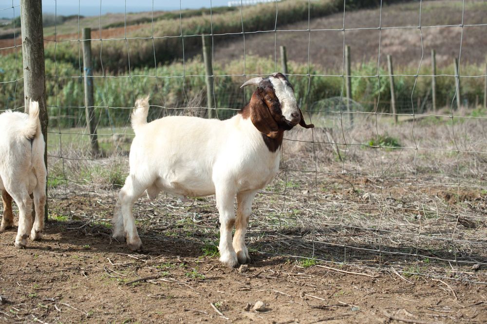 Vendo cabrito macho boer puro