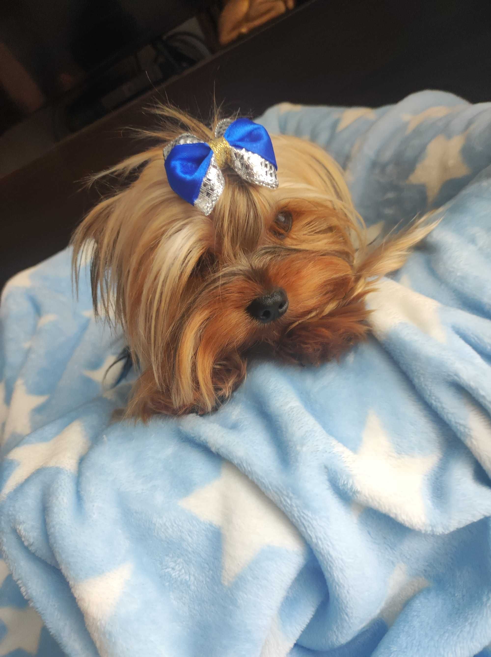 Yorkshire terrier