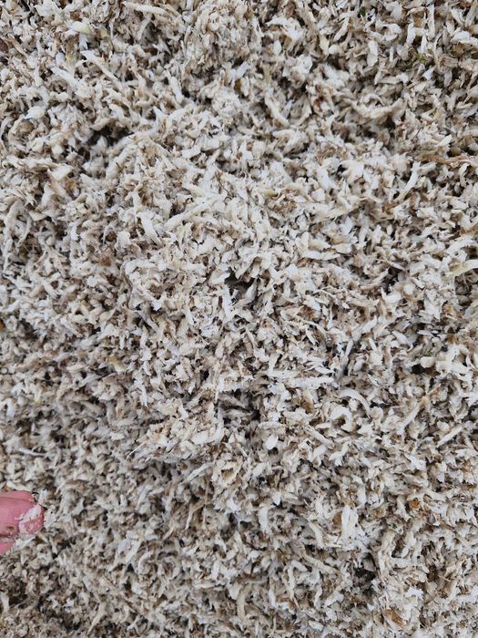 Wysłodka buraczana w balocie