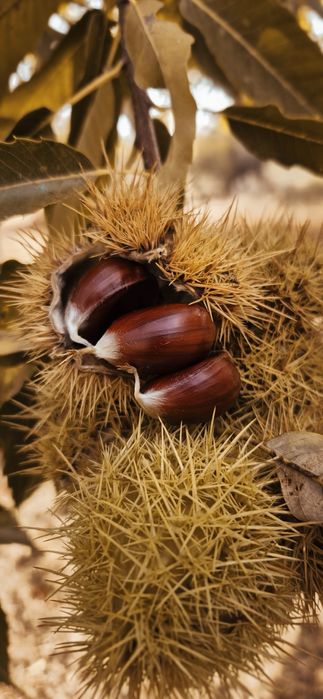 Castanhas para venda