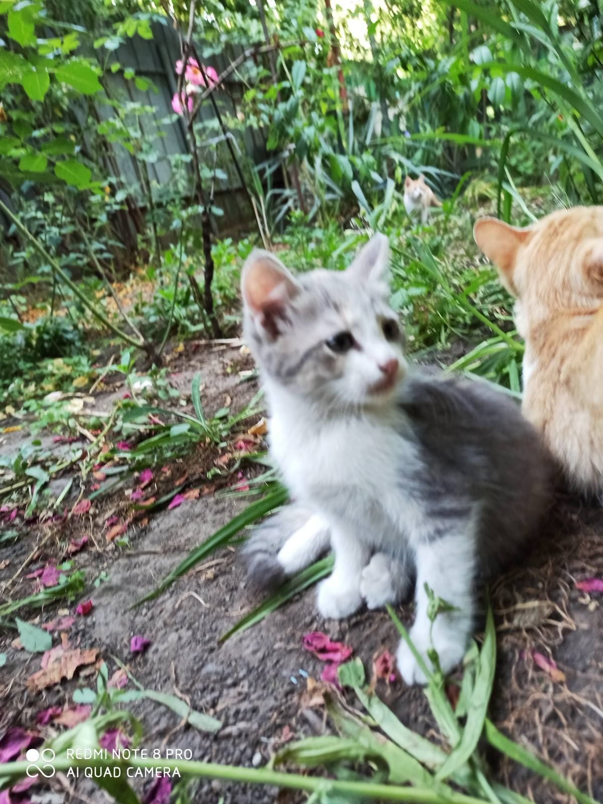 Котята бесплатно