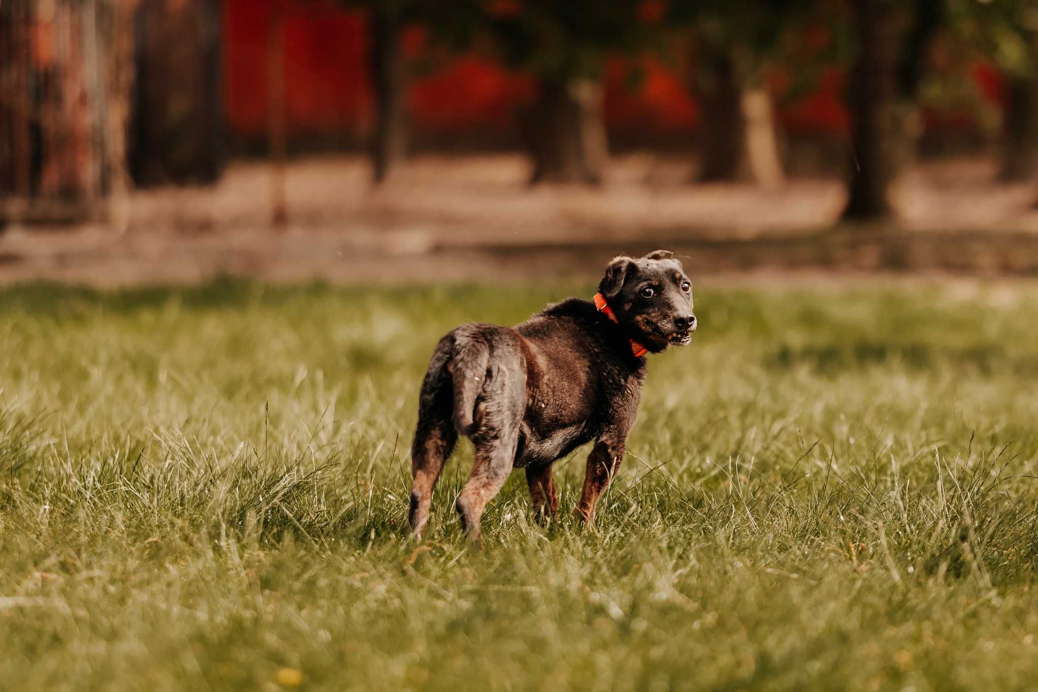 Mały, przesłodki psiak Krzyś poleca się do adopcji!