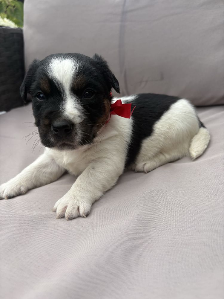 Jack Rusell Terrier szczeniaczek piesek.