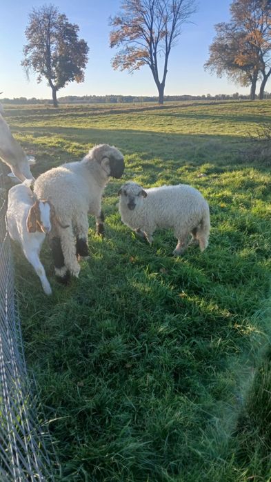 Owce walizerskie parka