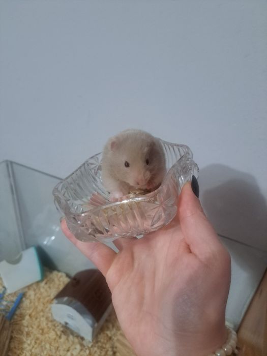 Chomik syryjski długowłosy (samica)