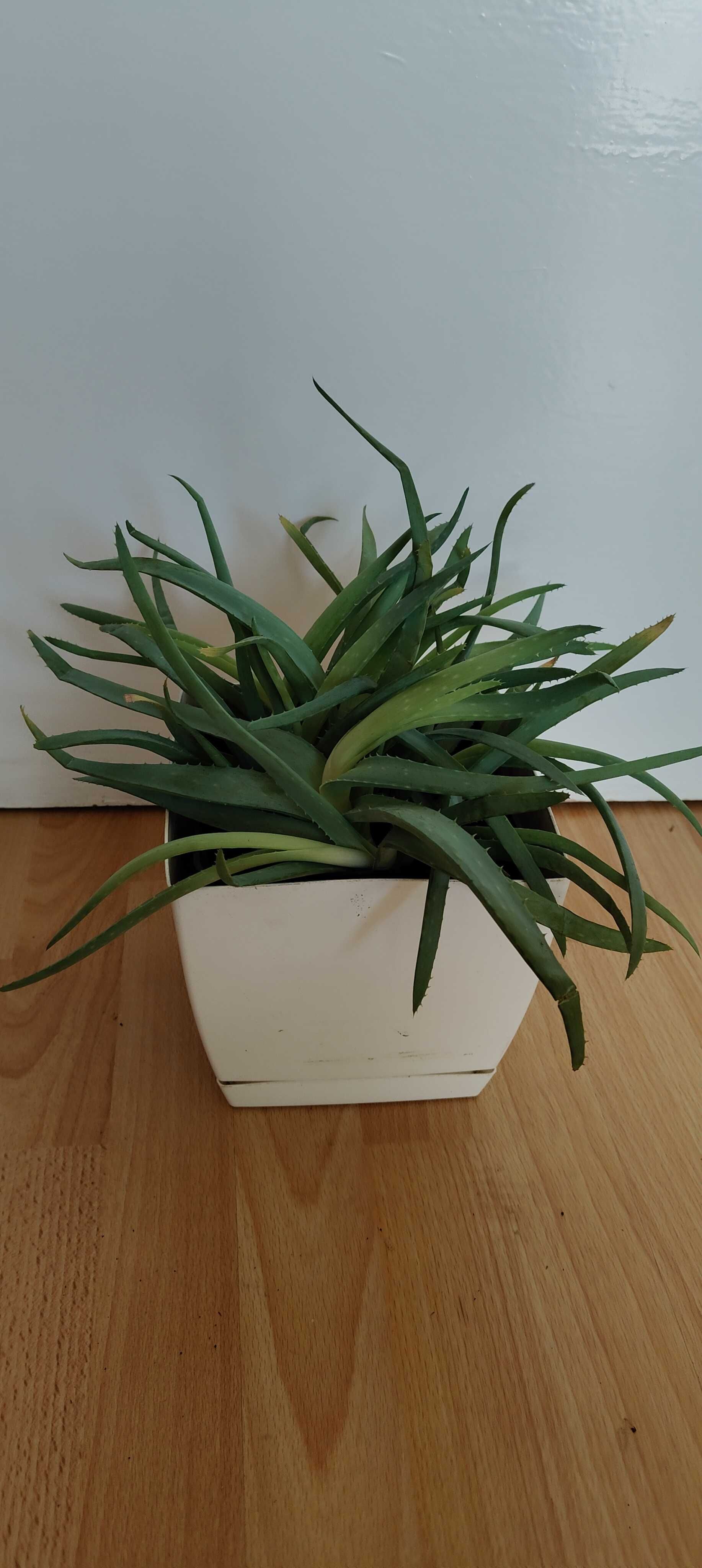 Aloes drzewiasty kwiat domowy