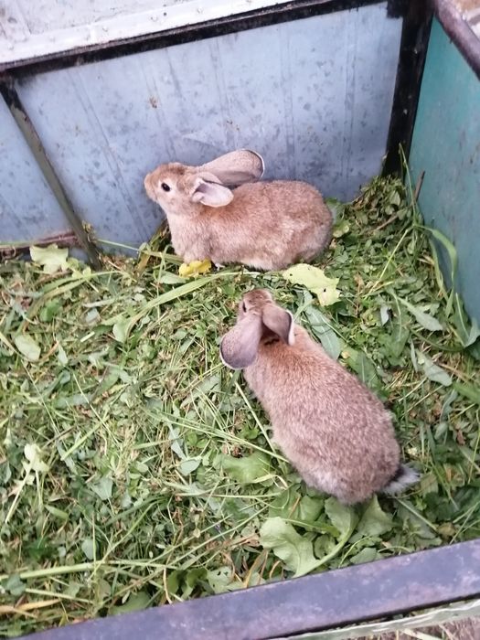 sprzedam króliki.       mode