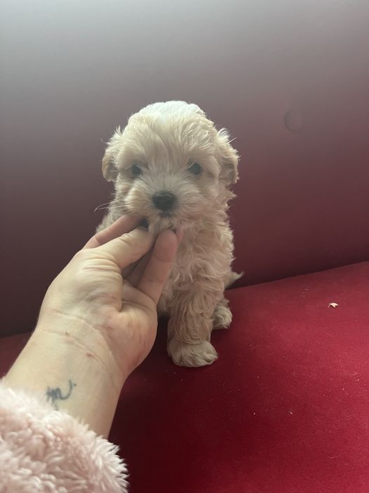 Maltipoo piesek f1