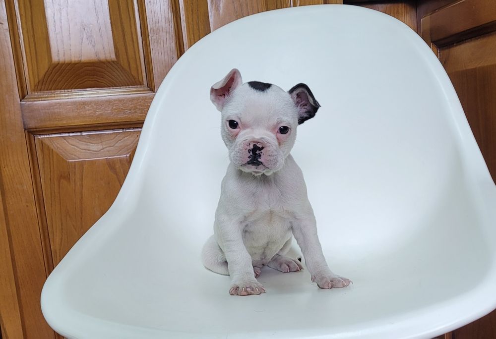Bulldog femea bebé