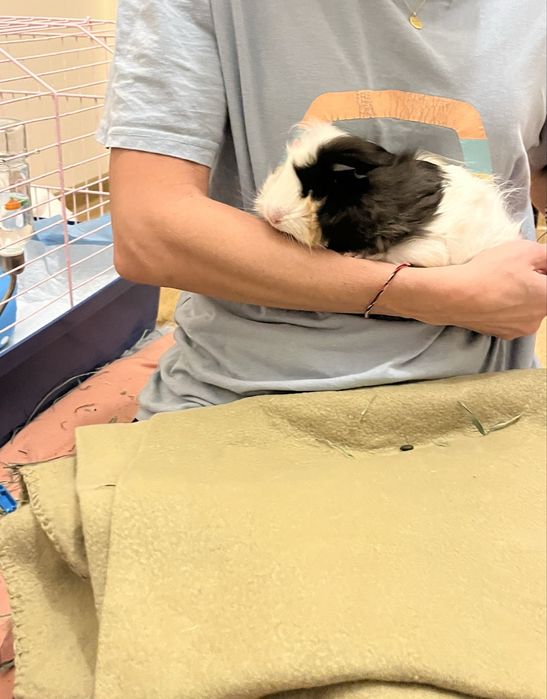 Swinki morskie samiczki